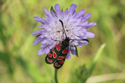Zygaena carniolica